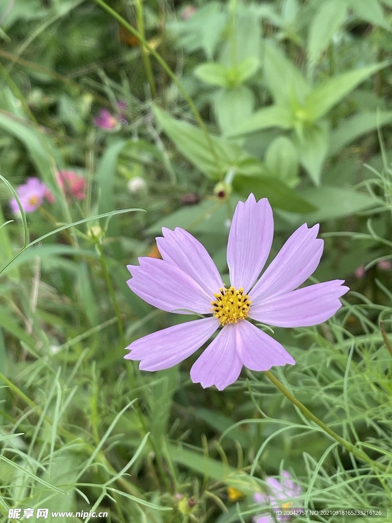 高清野花