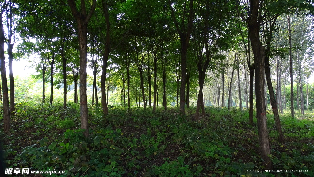 草原树林