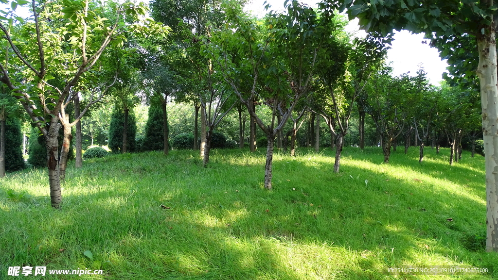 草地上阳光