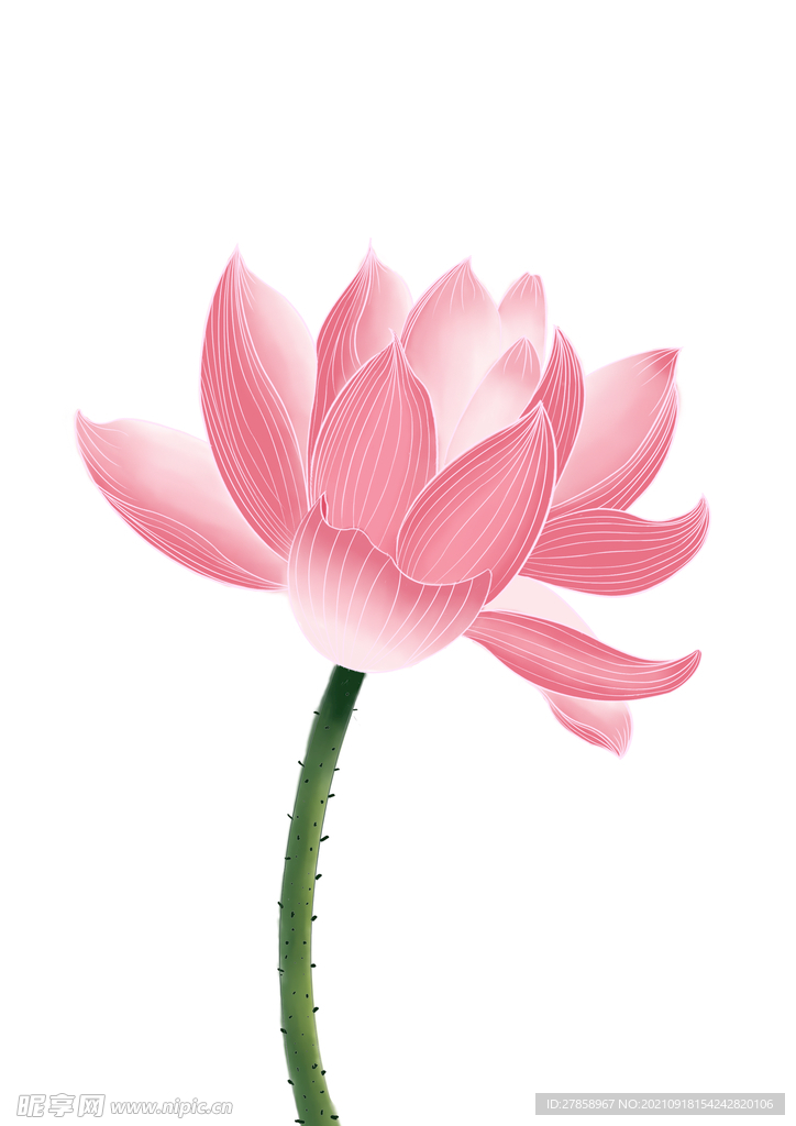 荷花