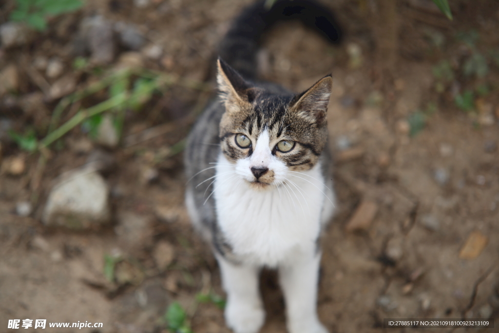 中华田园猫