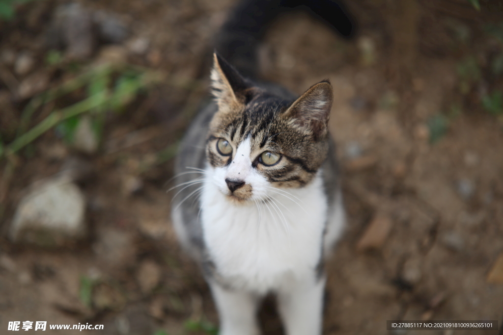 中华田园猫