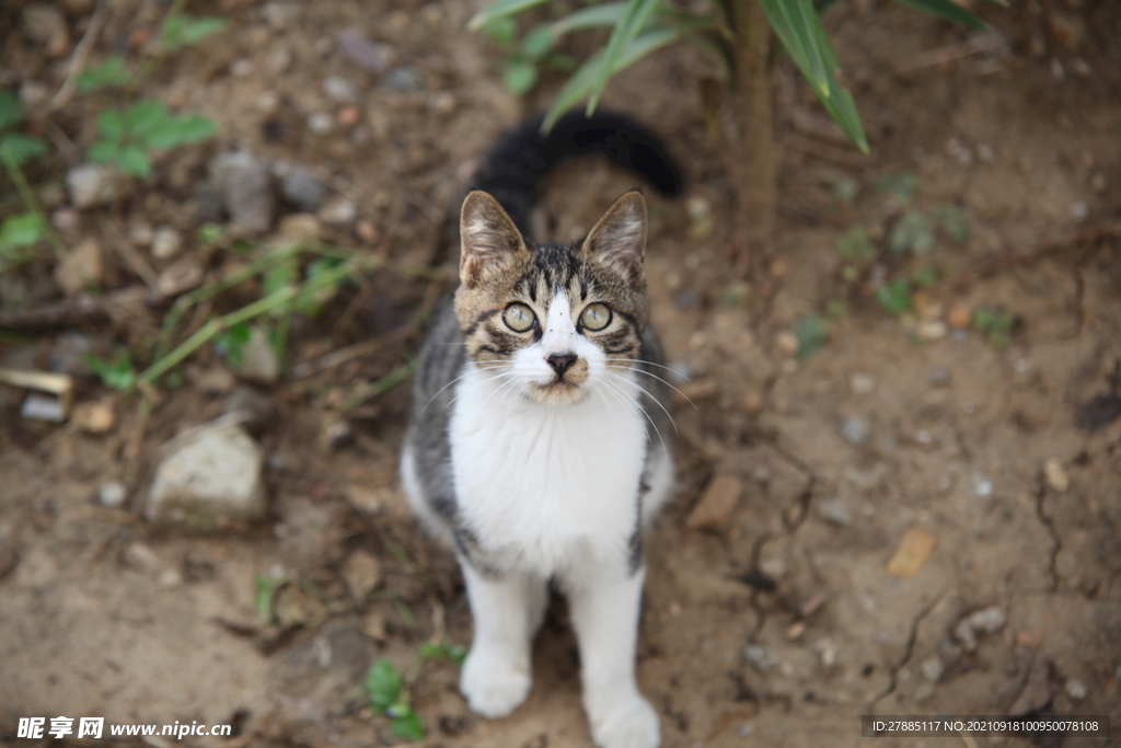 中华田园猫