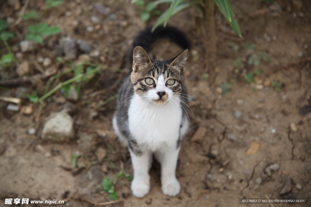 中华田园猫