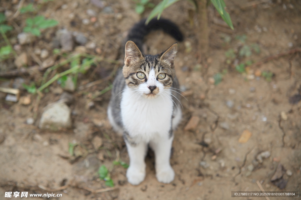 中华田园猫