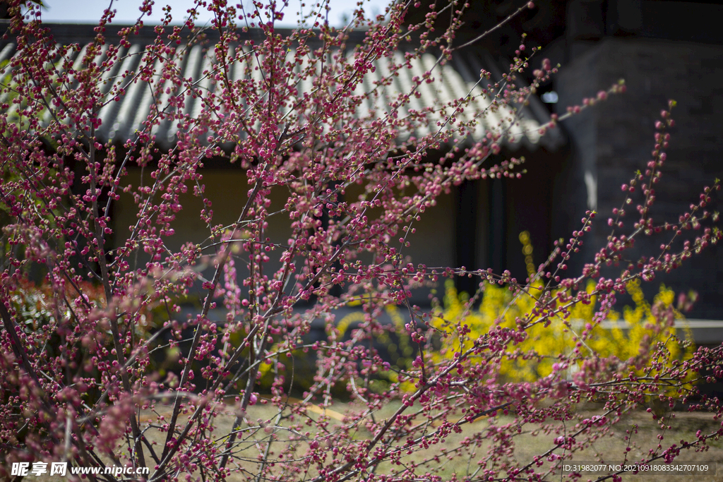 古镇风景