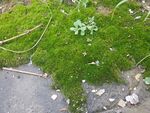 青苔 苔藓