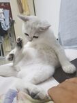 猫咪