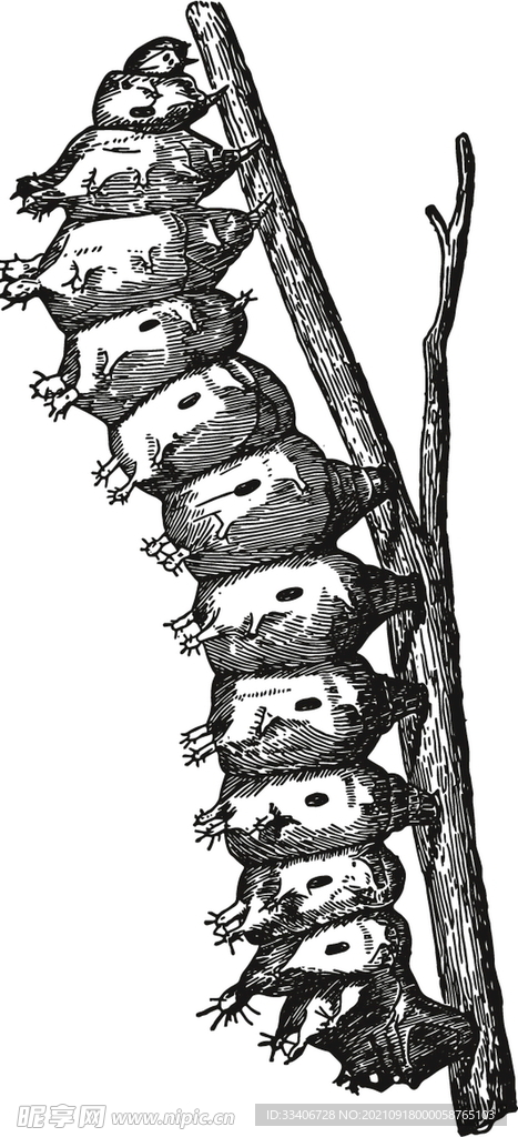 动物素描