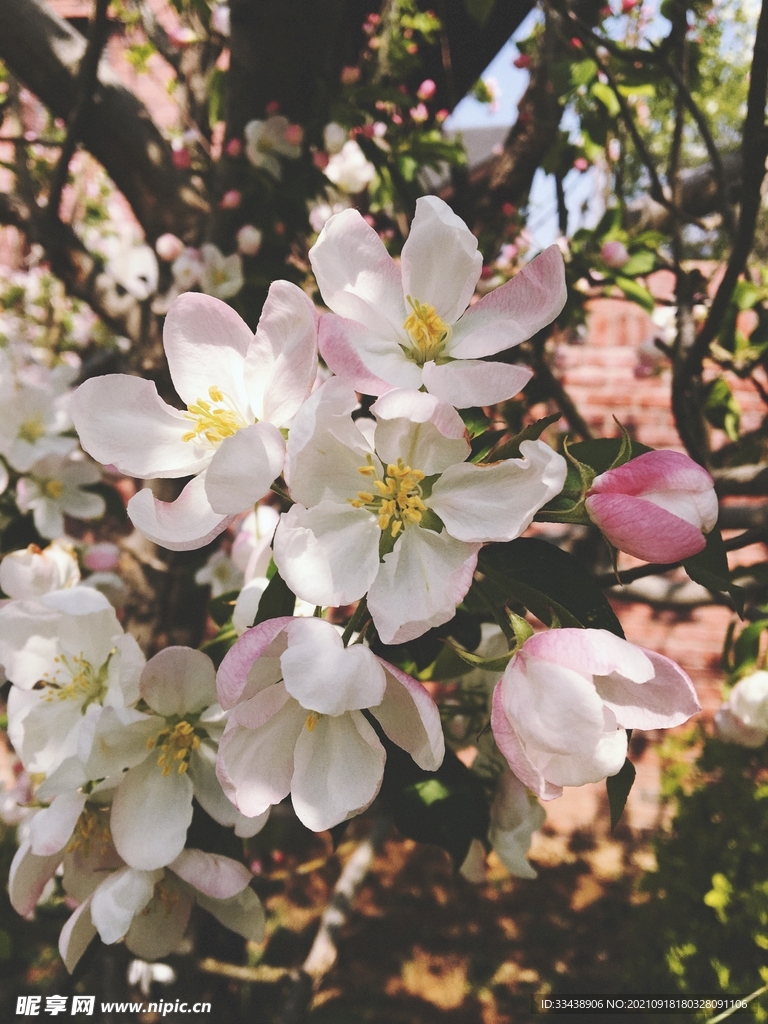 樱花季