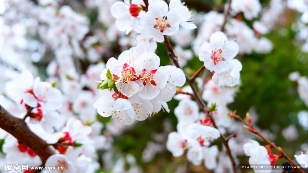 樱花季