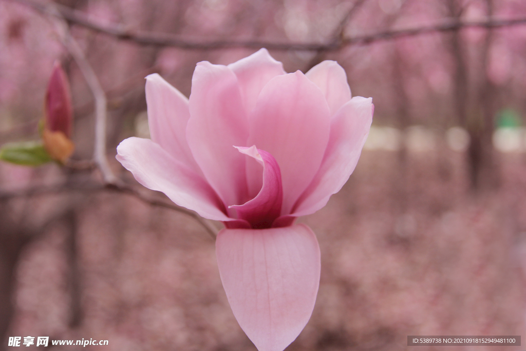 辛夷花 玉兰花