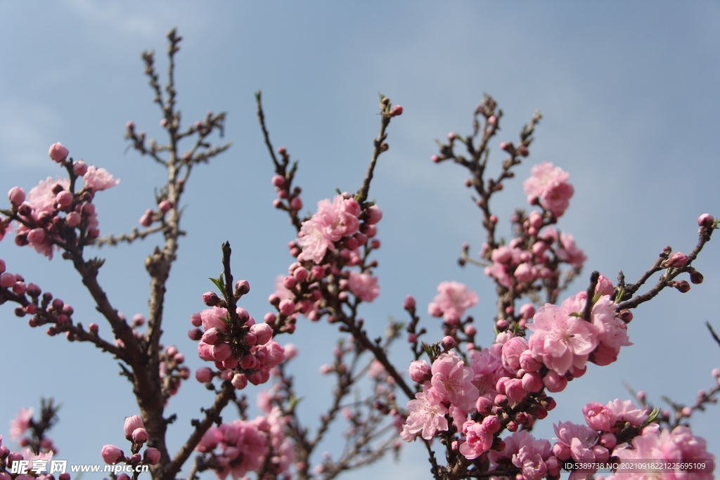 桃花