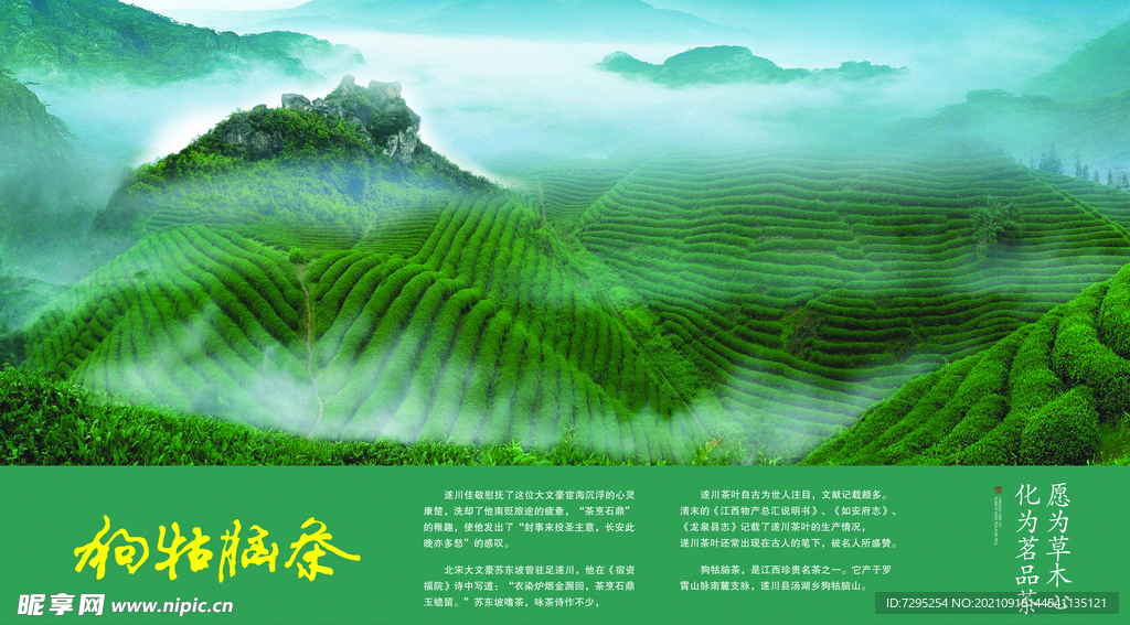 狗牯脑茶