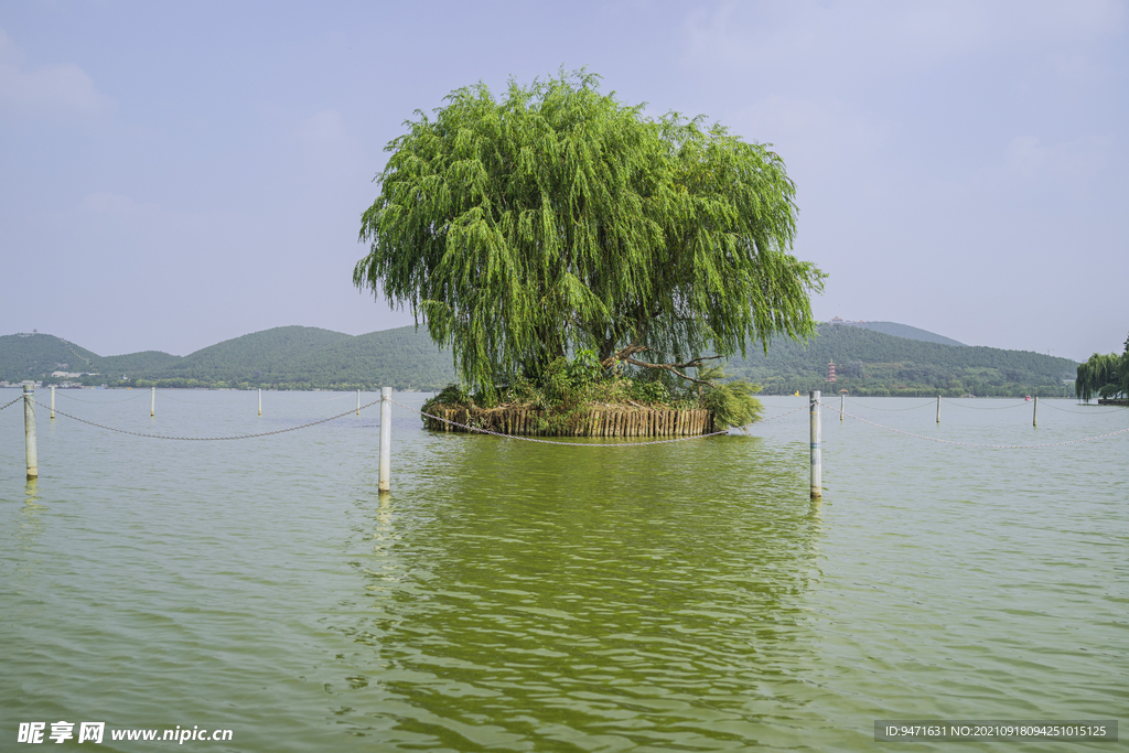 徐州云龙湖风景区水中树