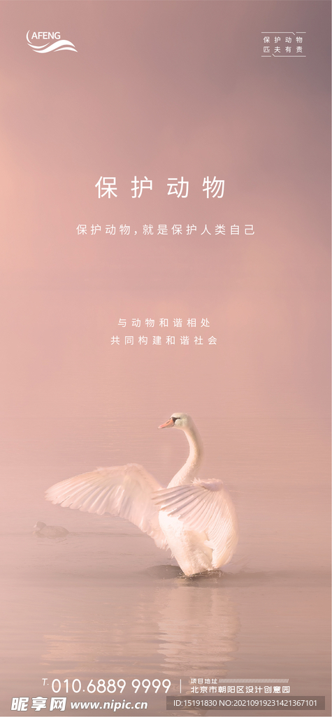 天鹅唯美微信海报