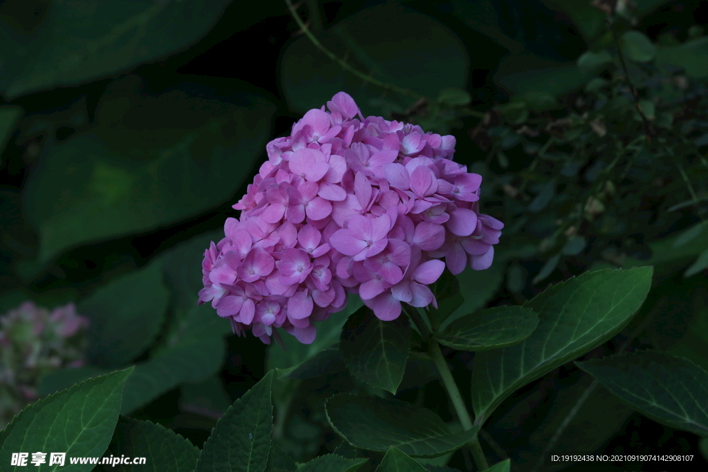 绣球花