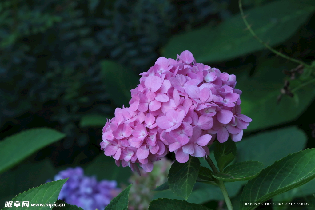 绣球花