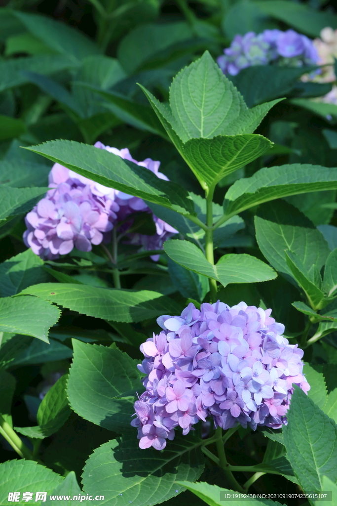 绣球花 