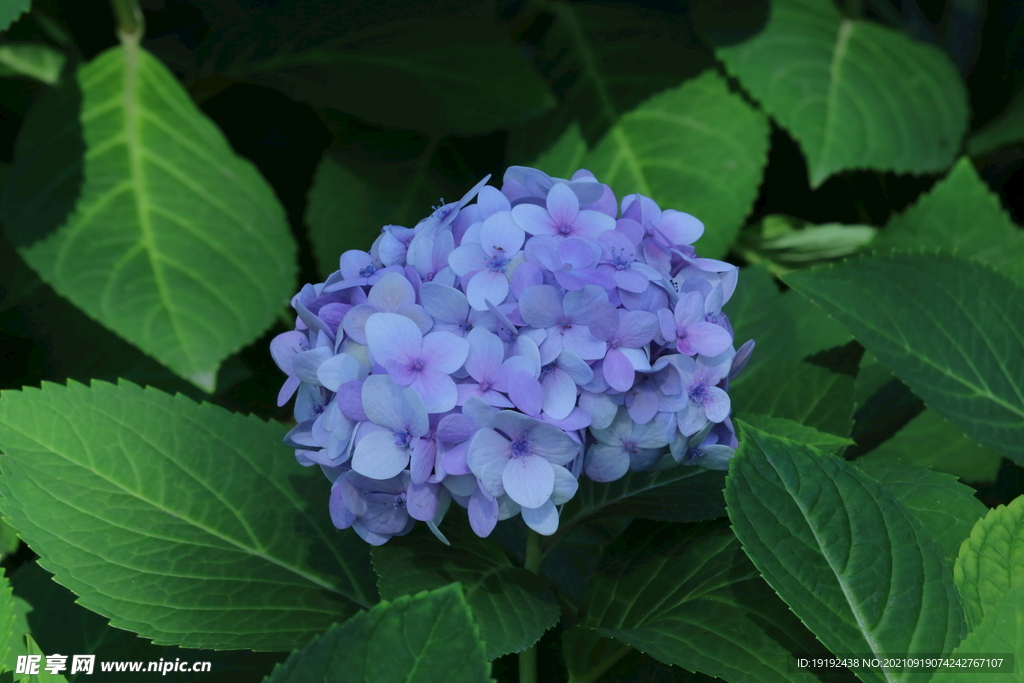 绣球花