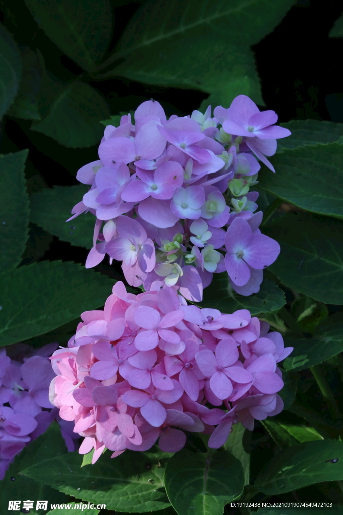 绣球花 