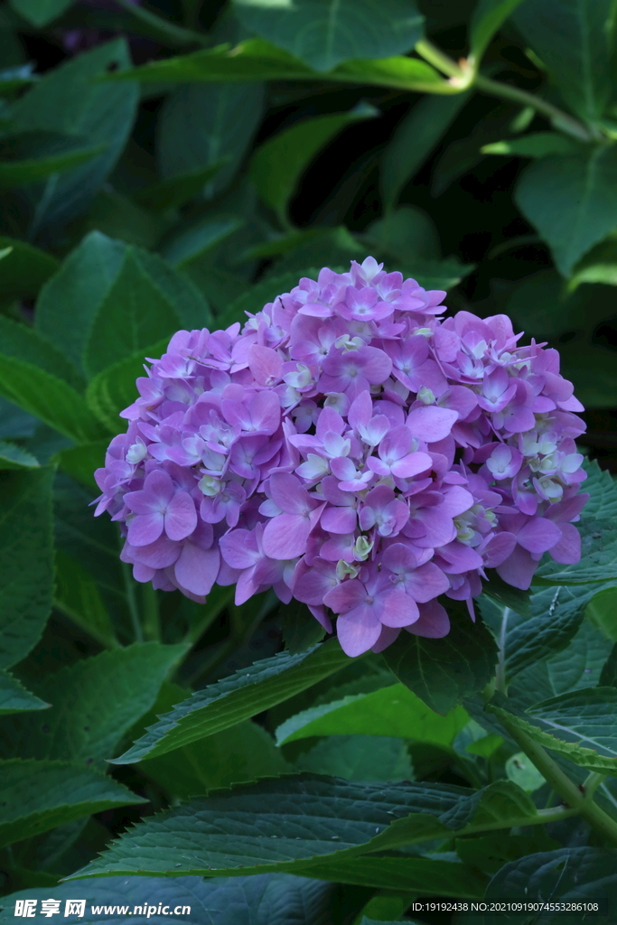 绣球花 