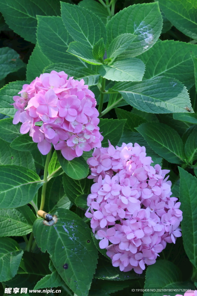 绣球花 