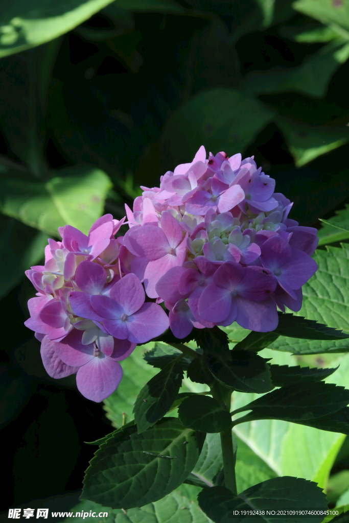 绣球花
