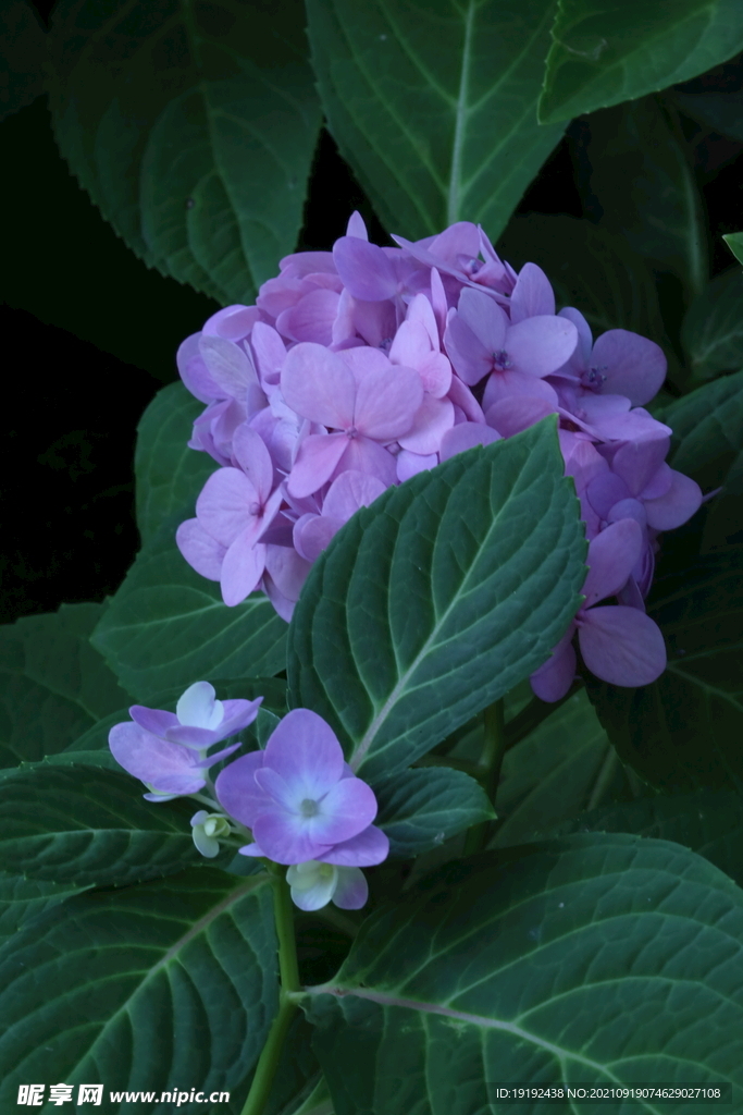 绣球花