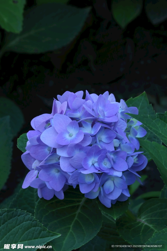 绣球花