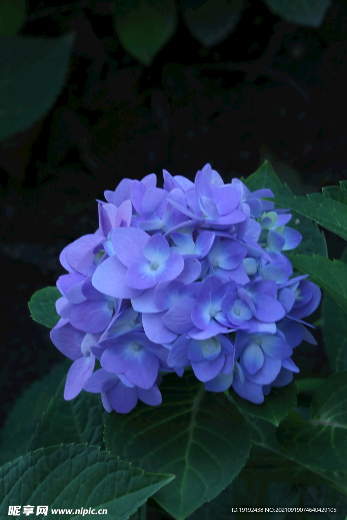 绣球花