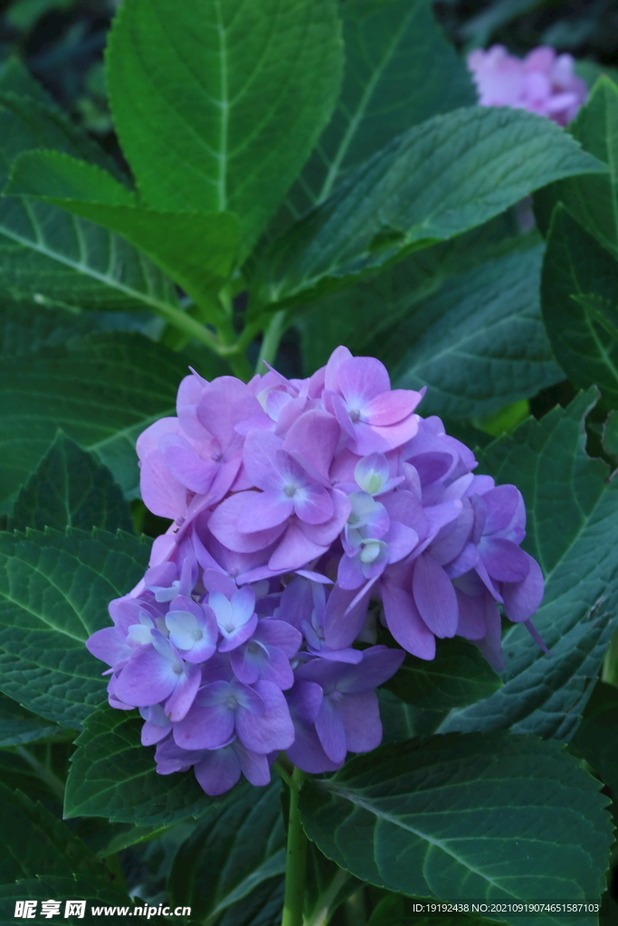绣球花