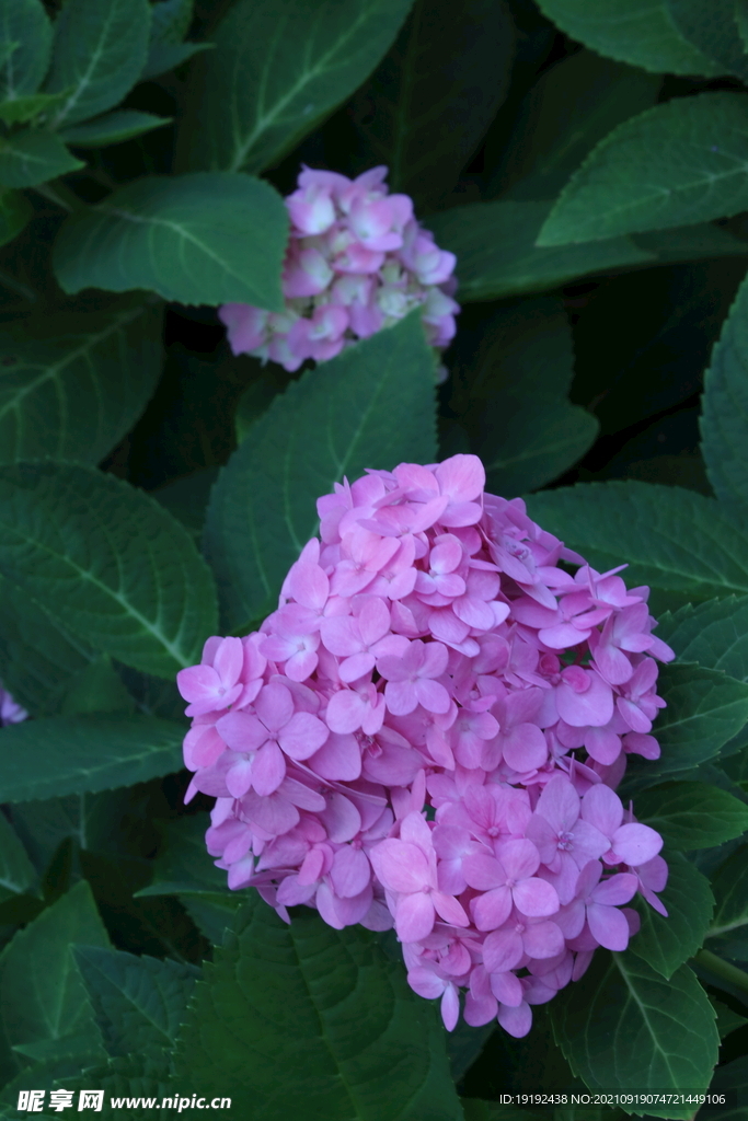 绣球花