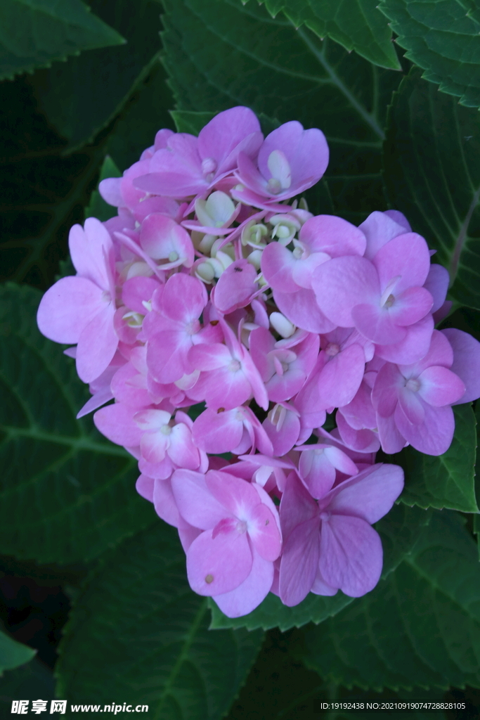 绣球花 