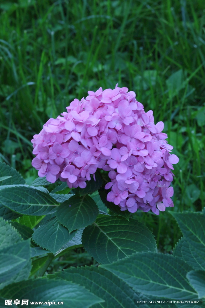 绣球花