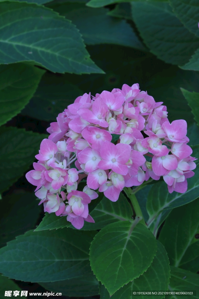 绣球花 