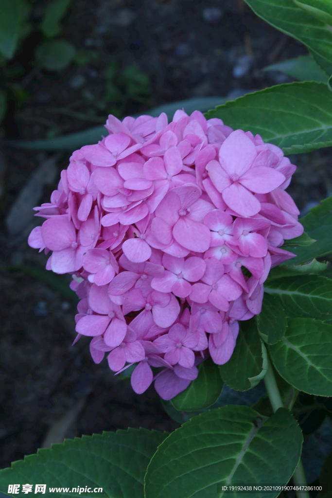 绣球花