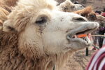 骆驼吃胡萝卜