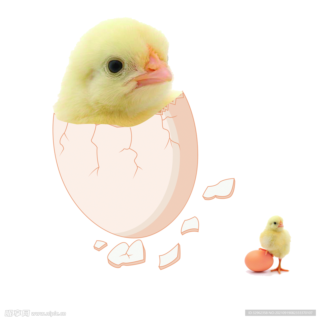 蛋壳鸡