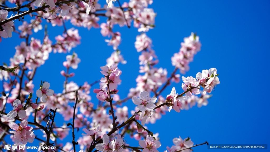 梅花壁纸