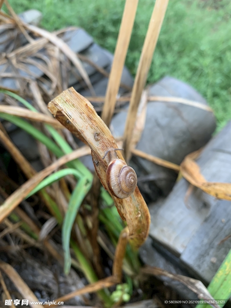 雨后蜗牛