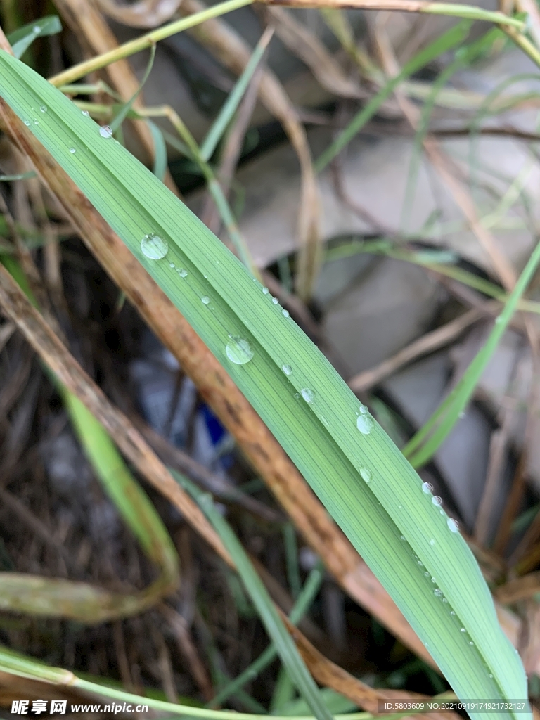 绿草水珠