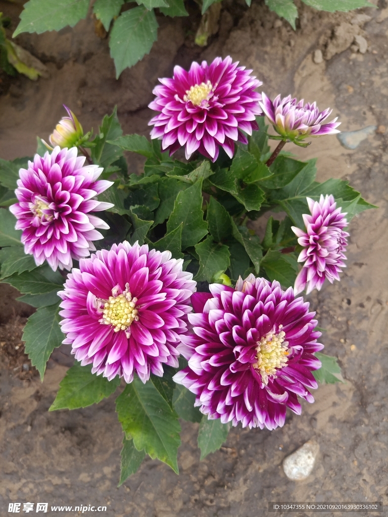 花