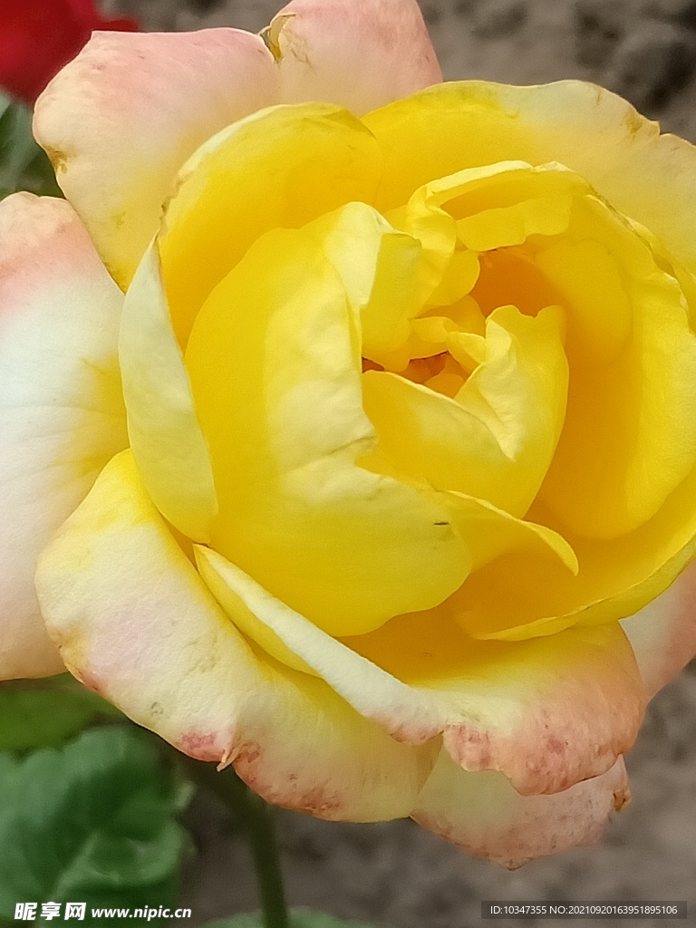 花