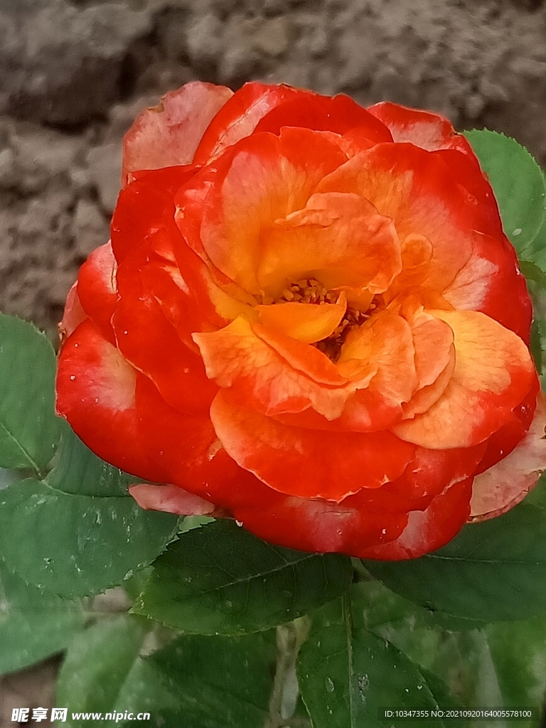 花