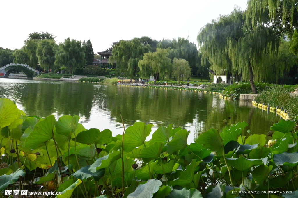荷塘风景 