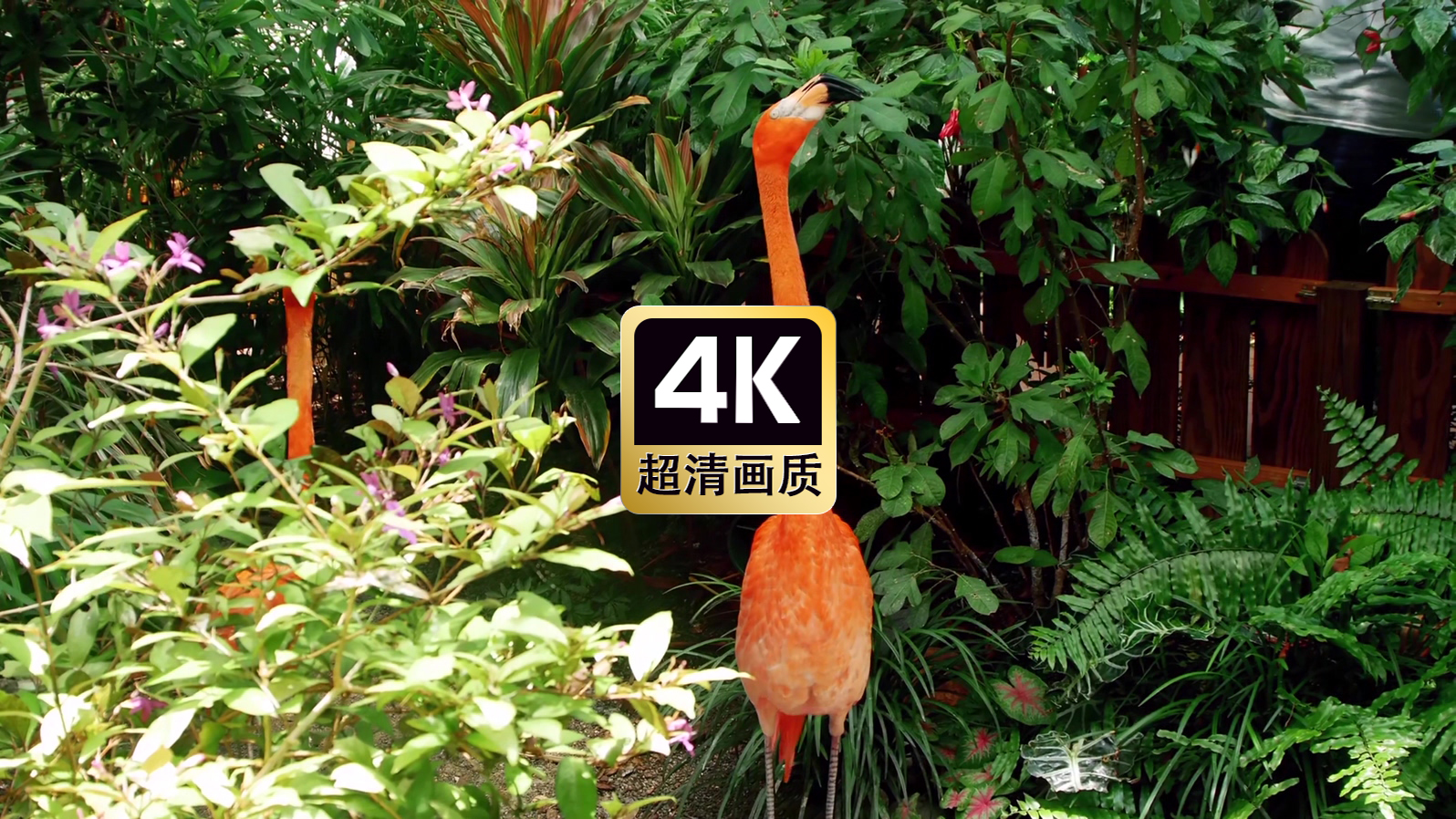 林中成群的火烈鸟