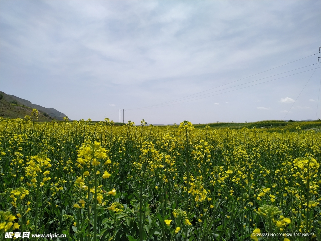 油菜花