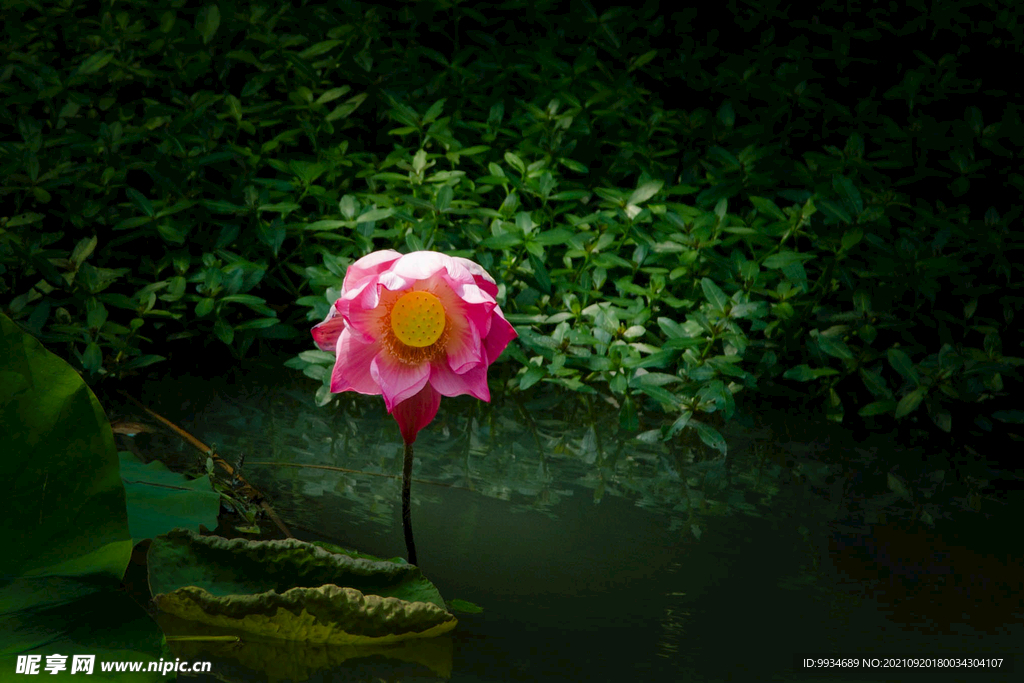 荷花