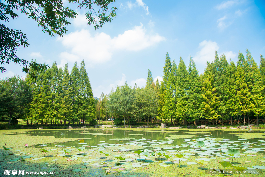 绿树湖面